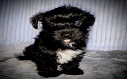 Morkie dogs for sale: Ryker - Image 2