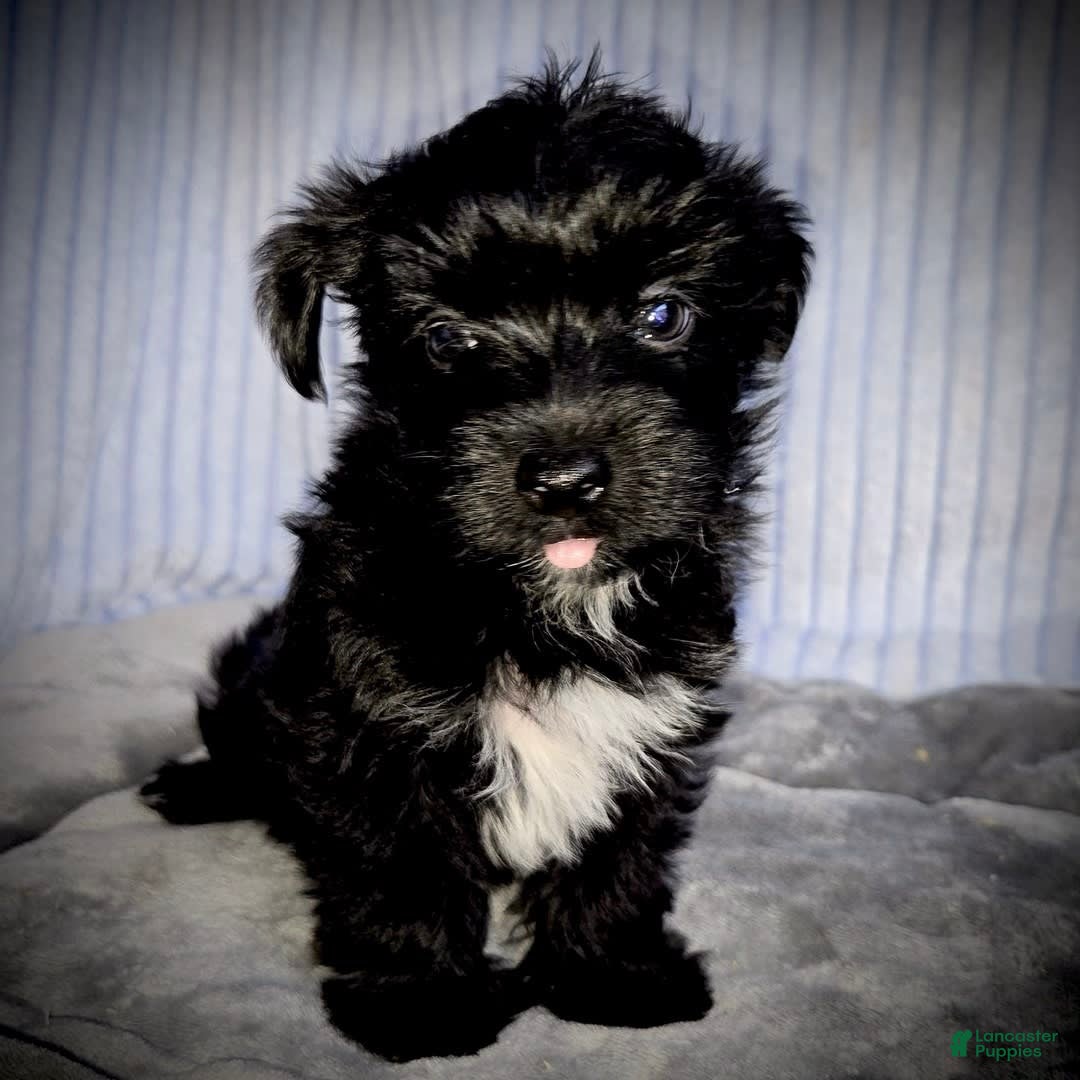 Morkie dogs for sale: Ryker - Image 2