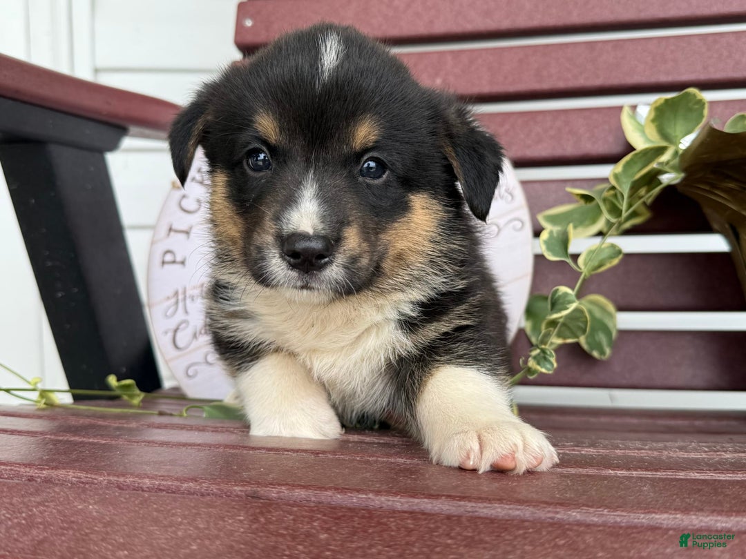 Welsh Corgi Pembroke dogs for sale: Welsh Corgi (Pembroke) 4 puppies - Image 5