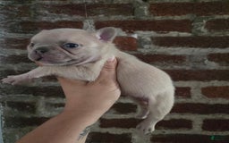 French Bulldog dogs for sale: Daisy - Image 16