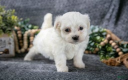 Maltese dogs for sale: Sadie - Image 1