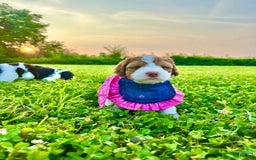 Bernedoodle dogs for sale: June - Image 6