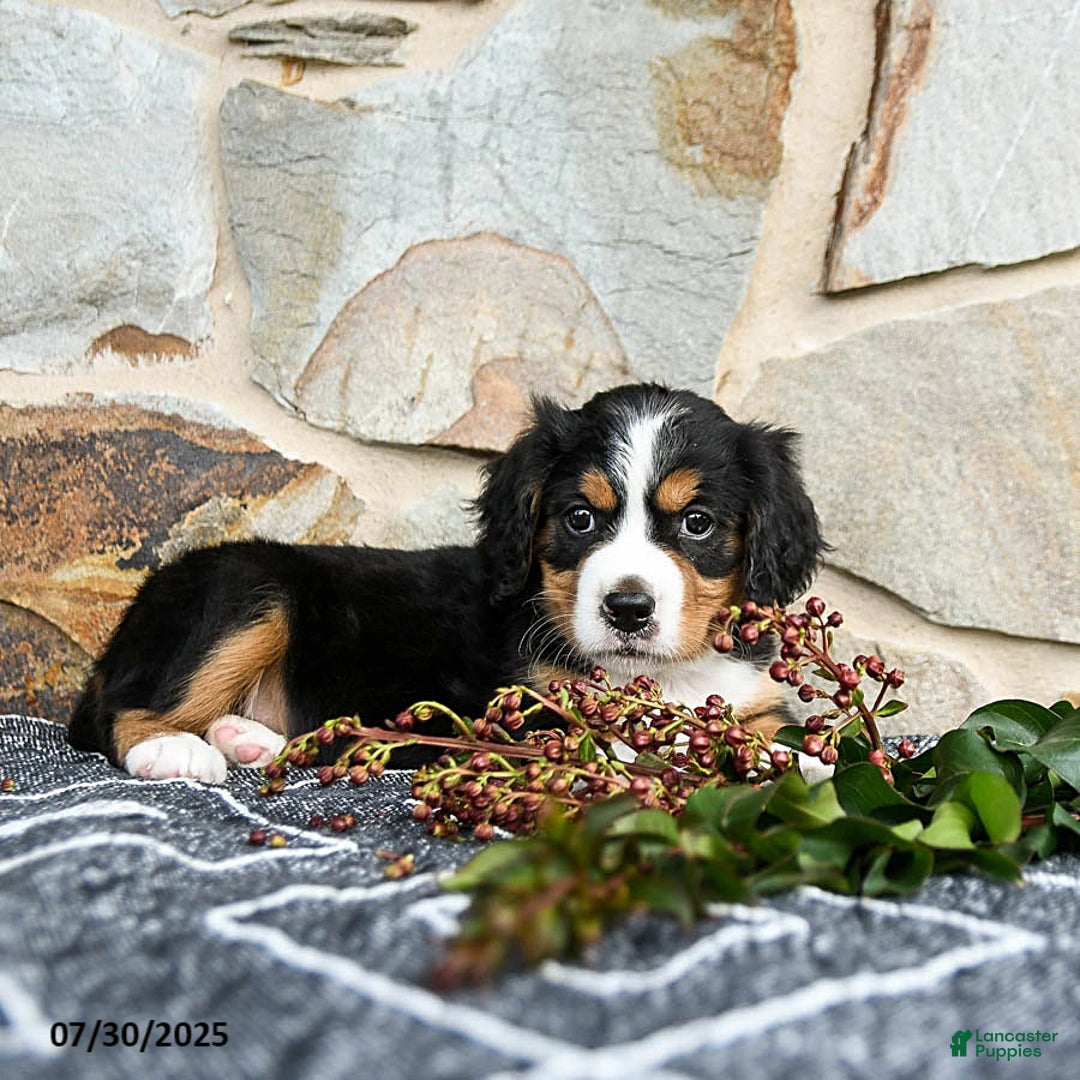 Miniature Bernese Mountain Dog dogs for sale: Holly - Image 5