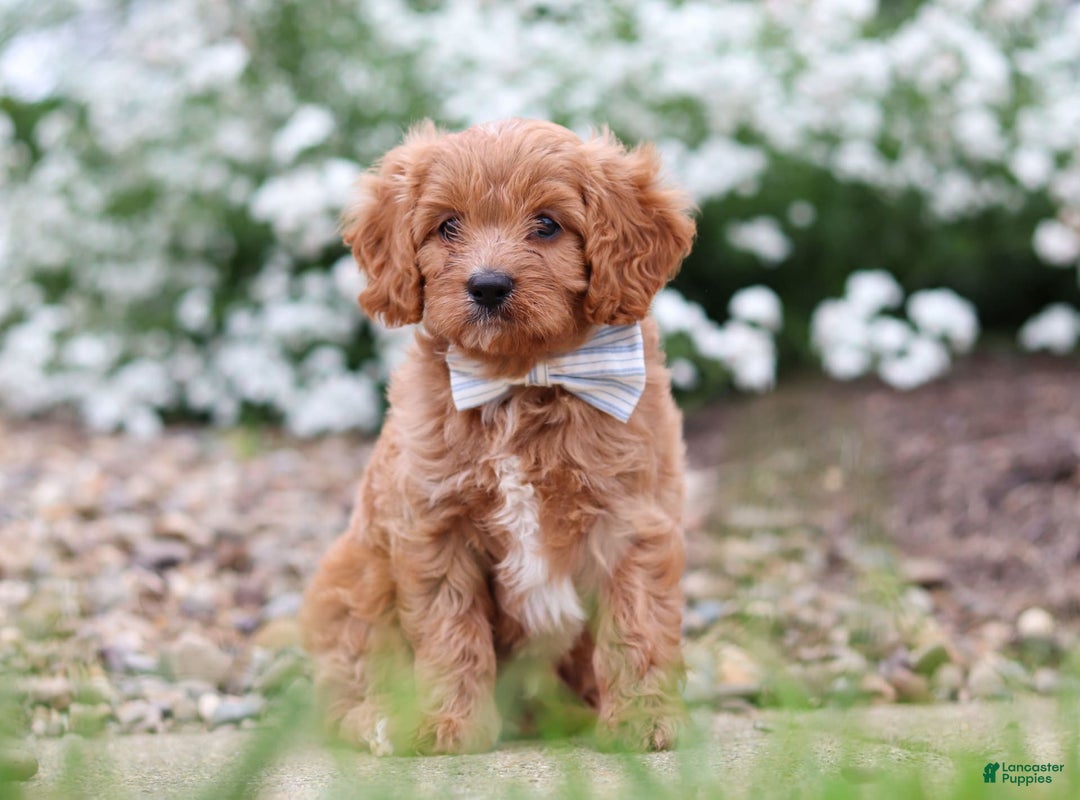 Cavapoo dogs for sale: Kobe - Image 2