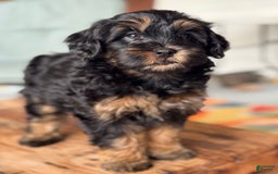 Mini Bernedoodle dogs for sale: Beauty - Image 10