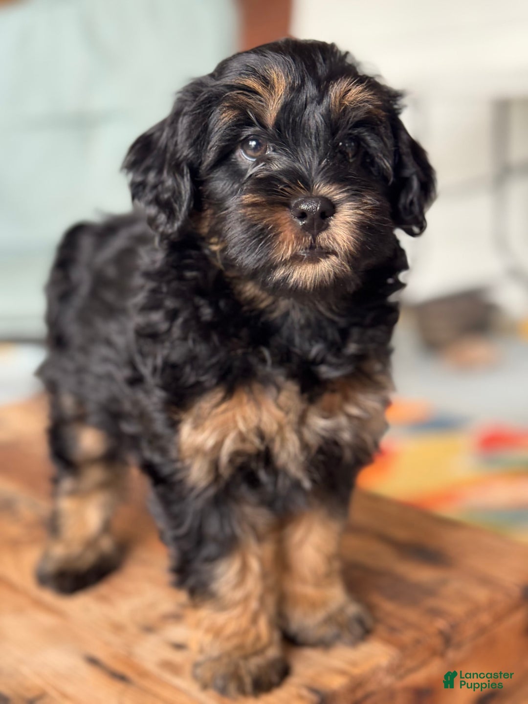 Mini Bernedoodle dogs for sale: Beauty - Image 10