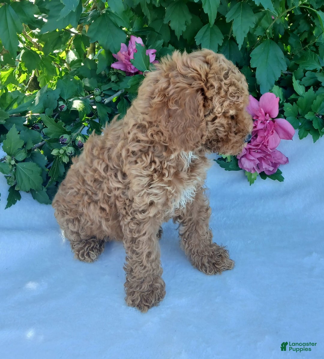 Toy Poodle dogs for sale: Shelty - Image 1