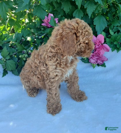 Toy Poodle dogs for sale - Ad 1