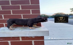 French Bulldog dogs for sale: Amara - Image 3