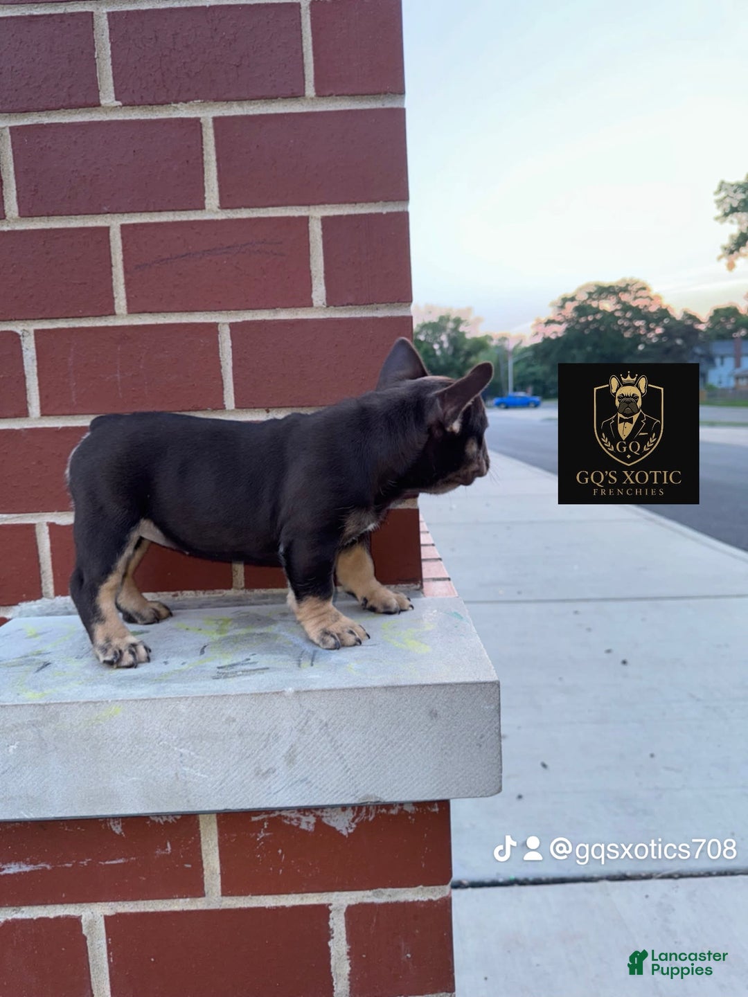French Bulldog dogs for sale: Amara - Image 3