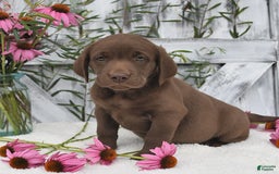 Labrador Retriever dogs for sale: Dixie - Image 2