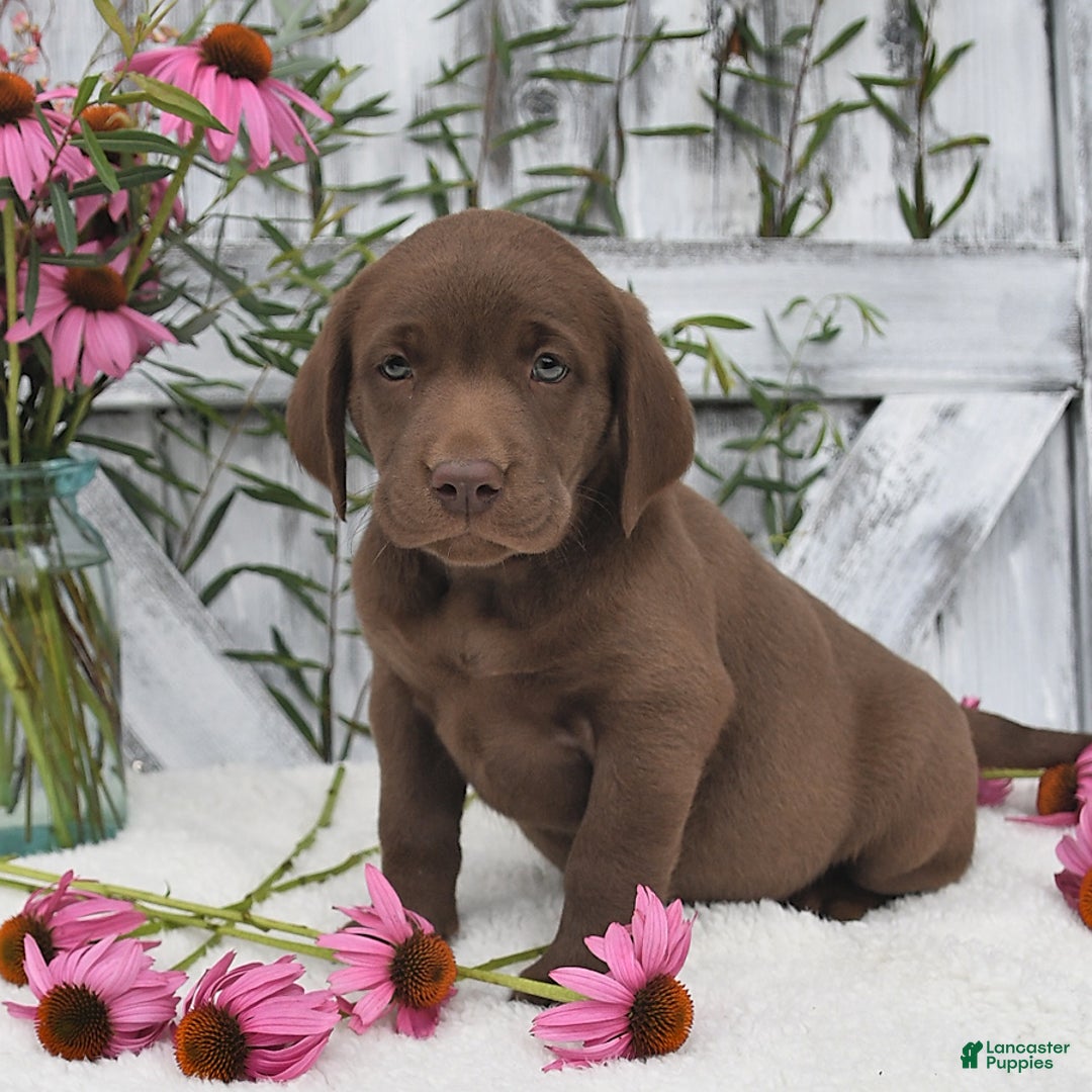 Labrador Retriever dogs for sale: Dixie - Image 2