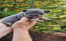 French Bulldog dogs for sale: Lita - Image 1