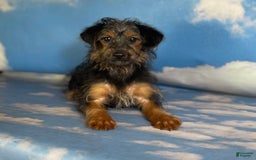 Yorkiepoo dogs for sale: Buster - Image 5