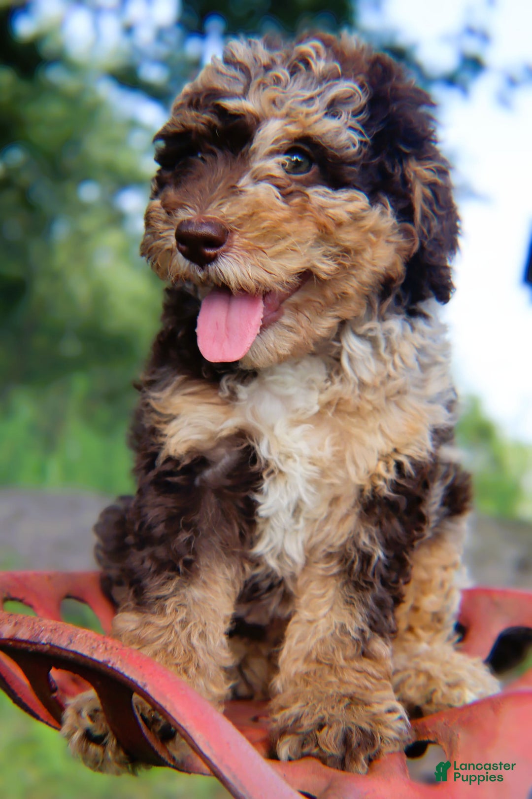 Mini Bernedoodle dogs for sale: Jabel - Image 5