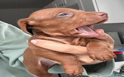 Miniature Dachshund dogs for sale: Otto - Image 11