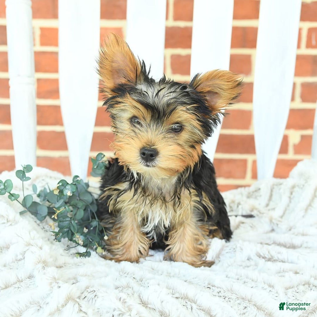 Yorkshire Terrier dogs for sale: Bingo - Image 2