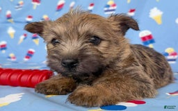 Cairn Terrier dogs for sale: Elvis - Image 1