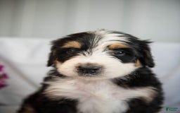 Bernedoodle dogs for sale: Jerry - Image 7