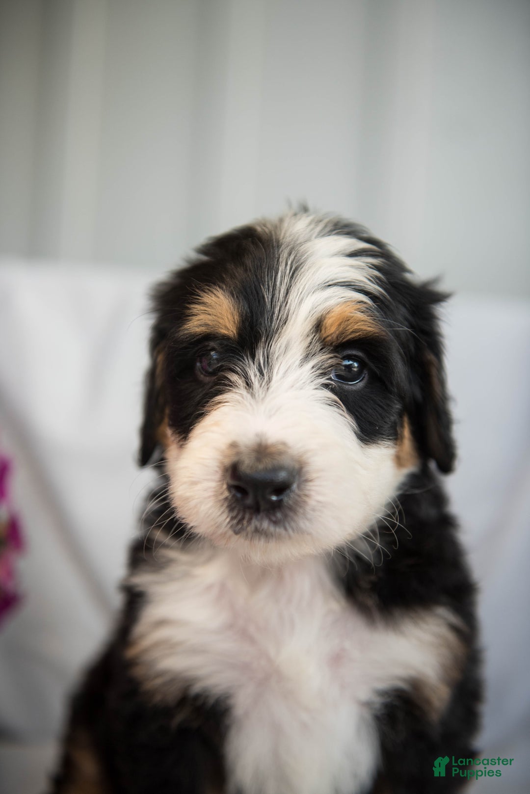 Bernedoodle dogs for sale: Jerry - Image 7
