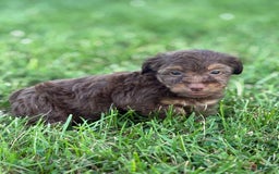 Aussiedoodle dogs for sale: Atlas - Image 14