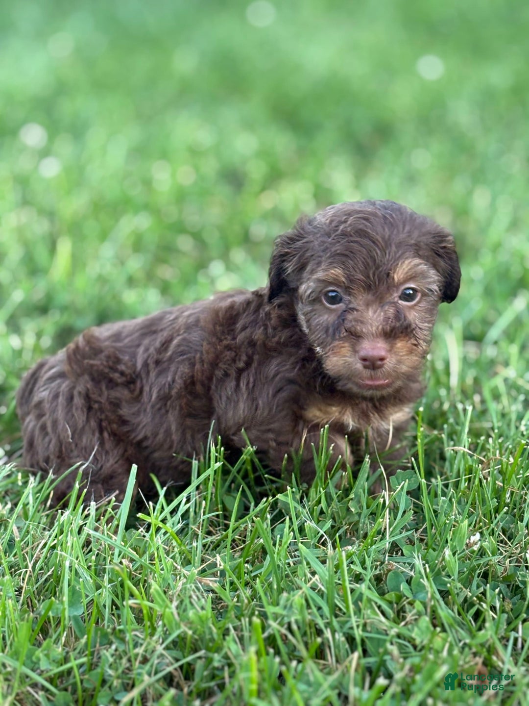 Aussiedoodle dogs for sale: Atlas - Image 14