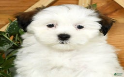 Teddy Bear dogs for sale: Wren - Image 9