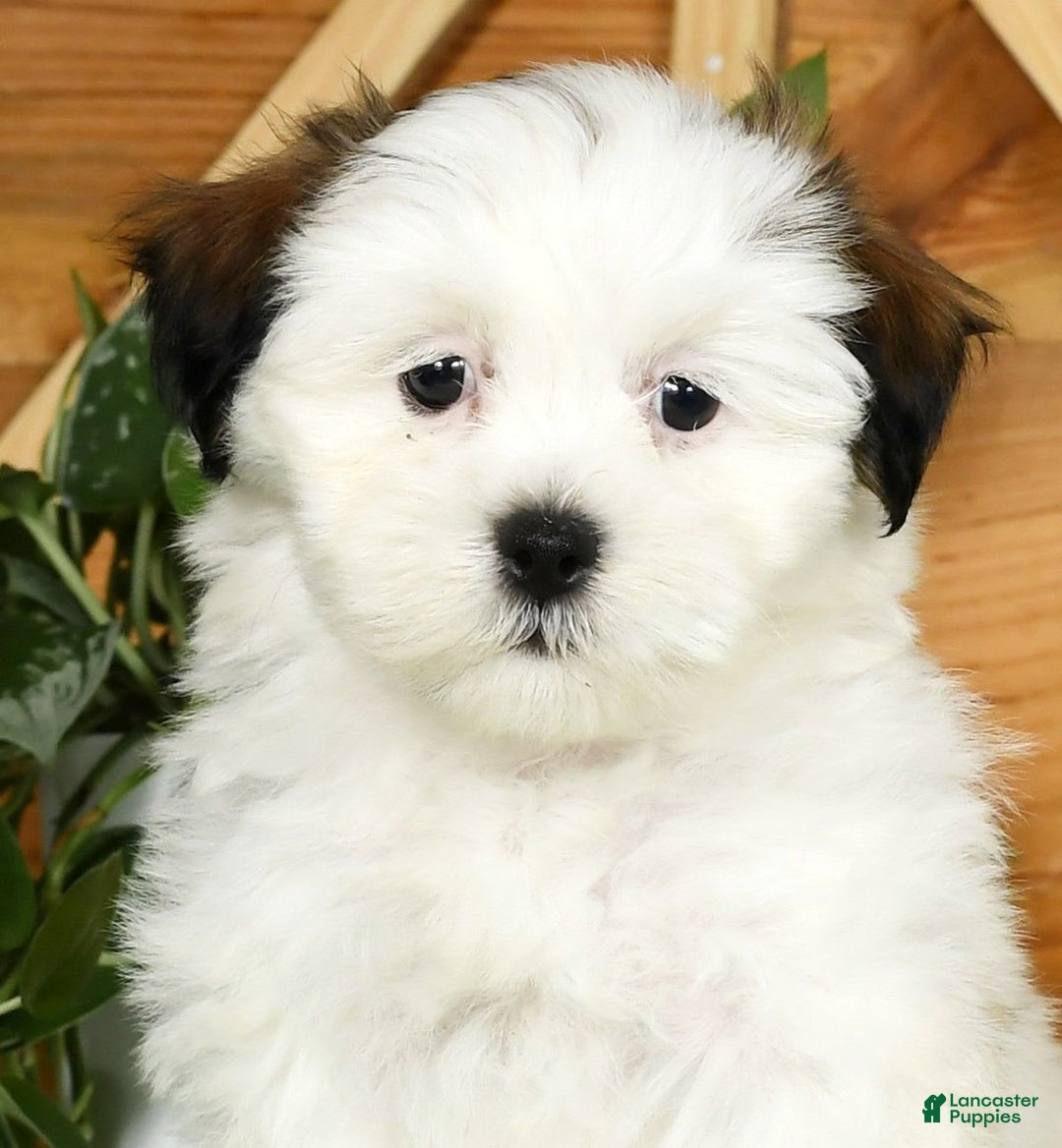Teddy Bear dogs for sale: Wren - Image 9