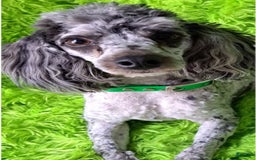 Mini Aussiedoodle dogs for sale: HONEY - Image 9