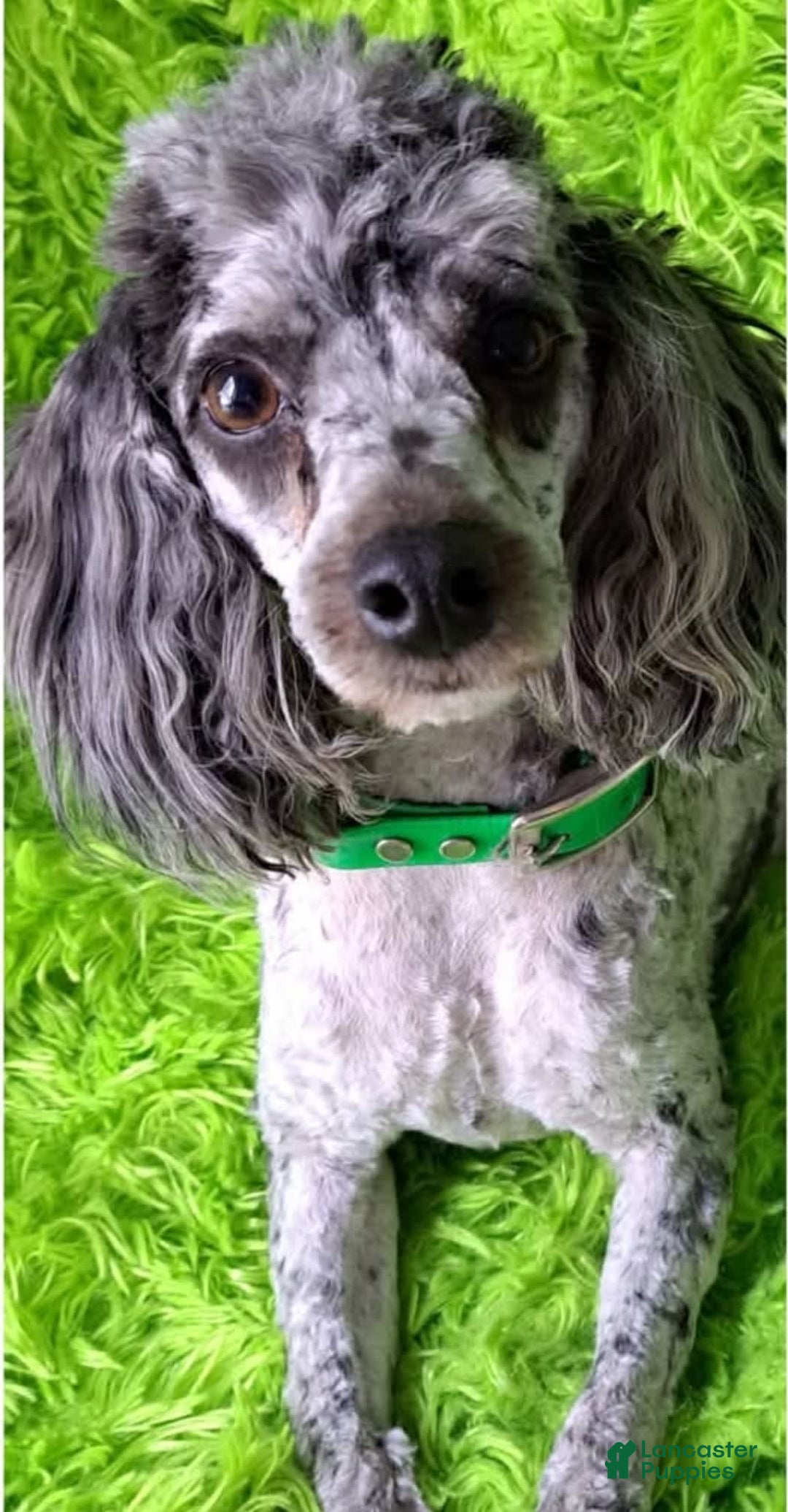 Mini Aussiedoodle dogs for sale: HONEY - Image 9