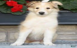Collie dogs for sale: Penny - Image 9