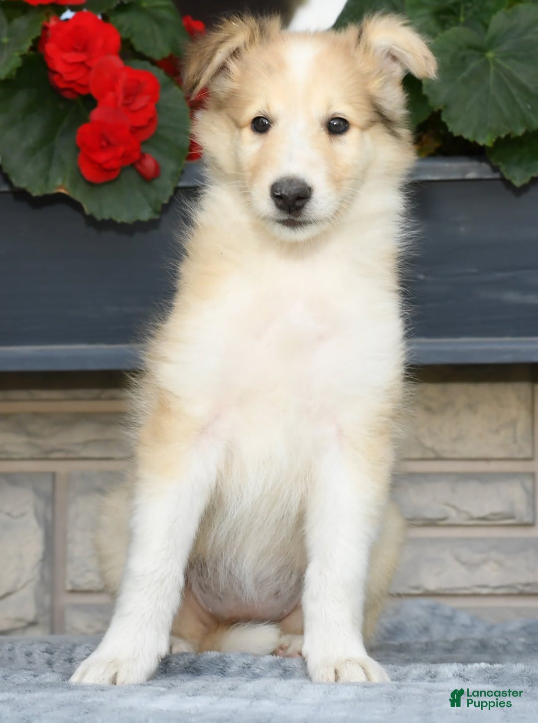 Collie dogs for sale: Penny - Image 9