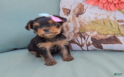 Yorkshire Terrier dogs for sale: Zoey - Image 2