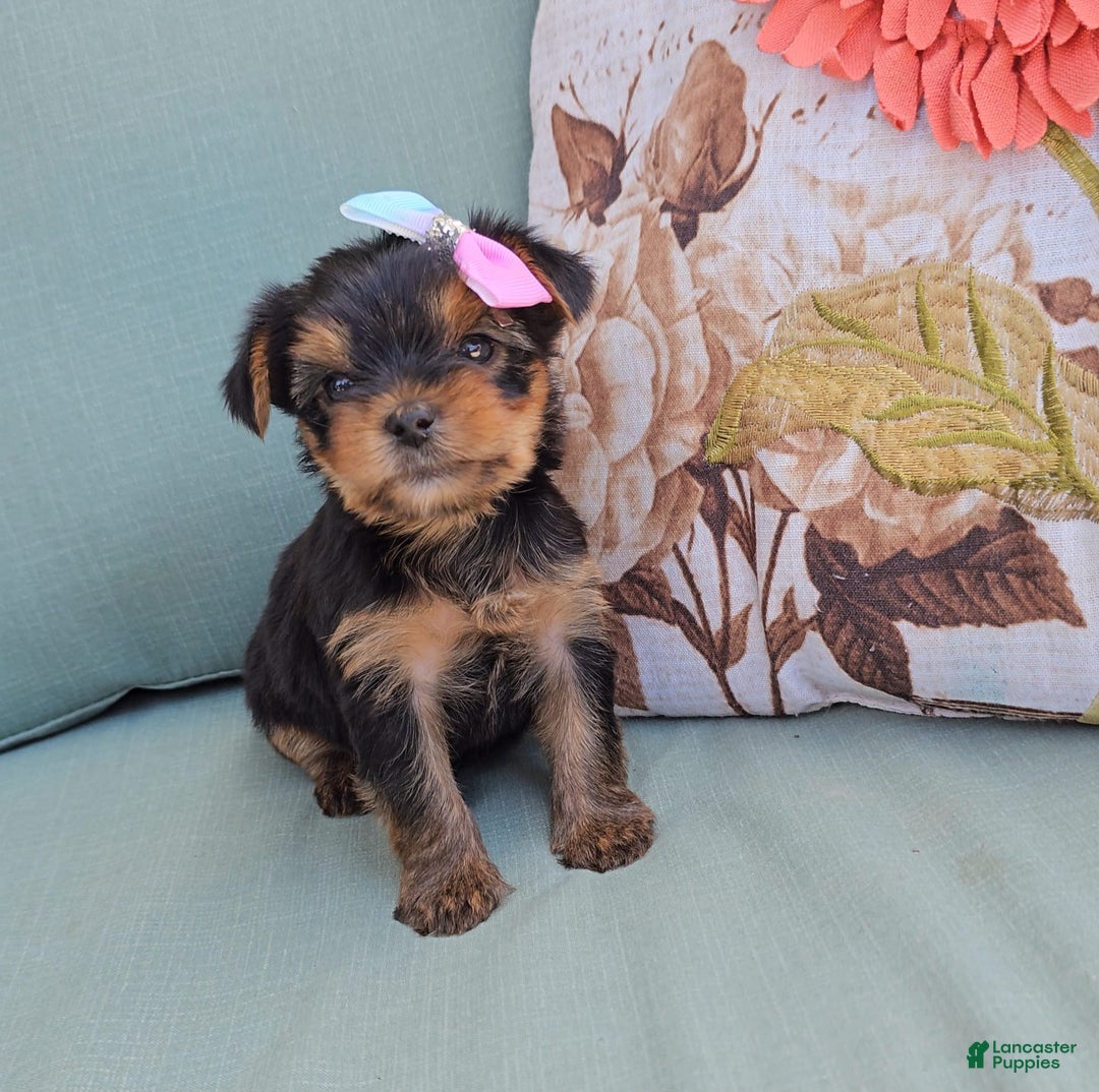 Yorkshire Terrier dogs for sale: Zoey - Image 2