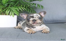 French Bulldog dogs for sale: French Bulldog 2 puppies - Image 12