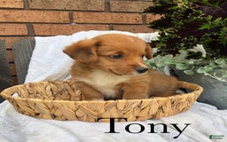 Welsh Corgi Pembroke dogs for sale: Tony - Image 3