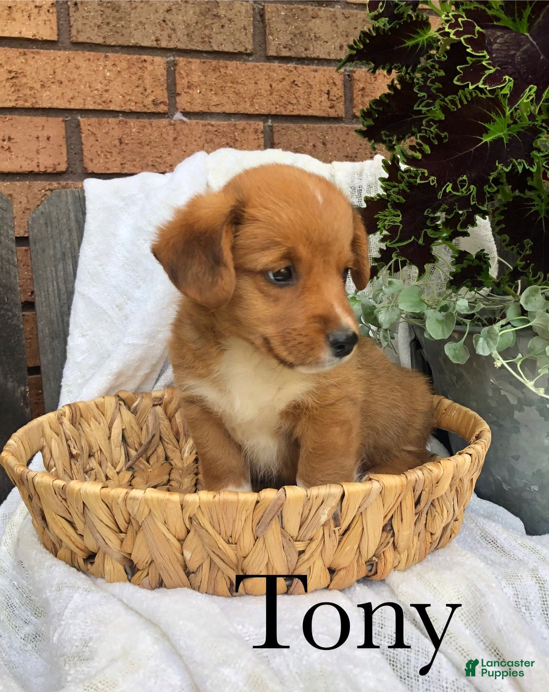 Welsh Corgi Pembroke dogs for sale: Tony - Image 3