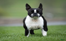 Boston Terrier dogs for sale: Don - Image 9