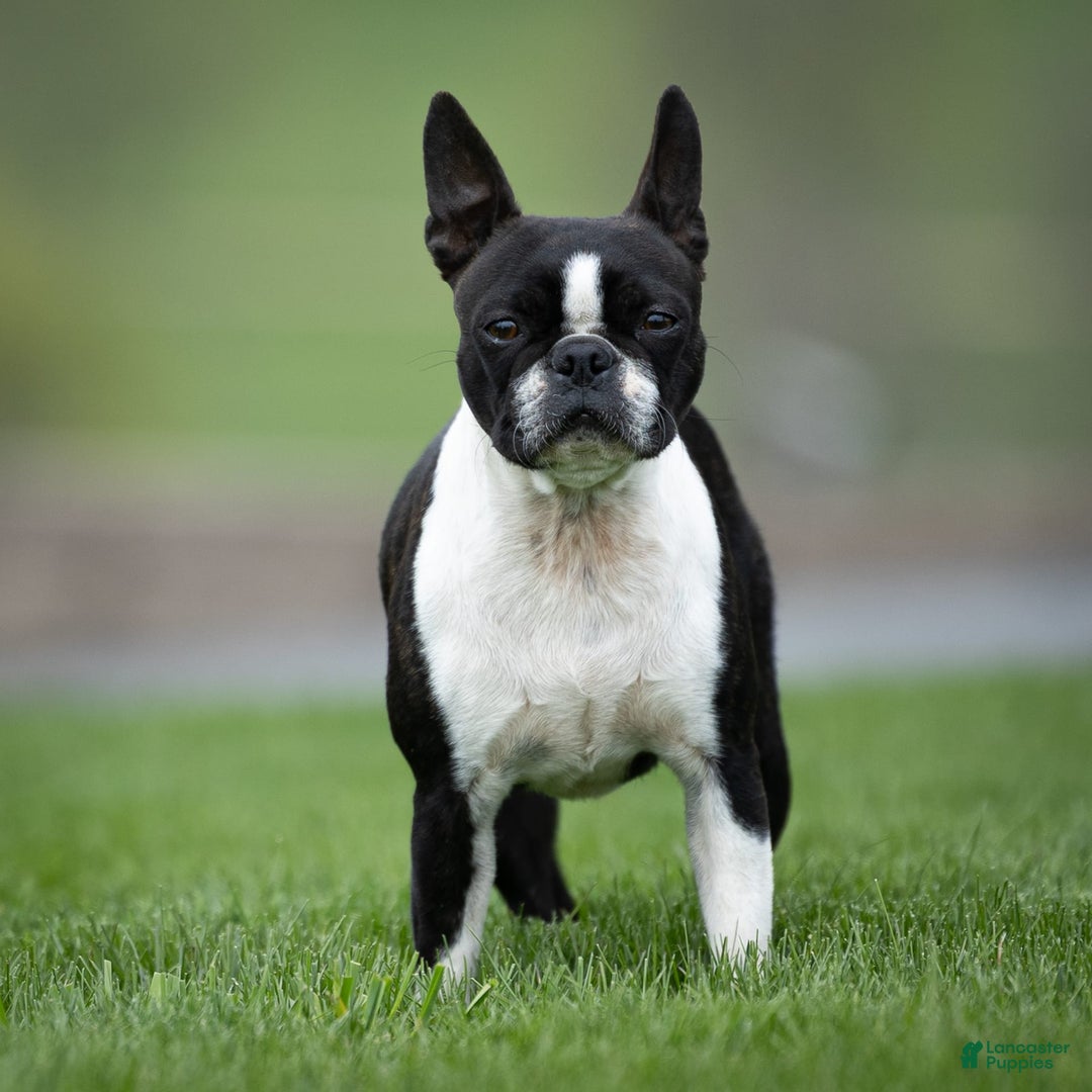 Boston Terrier dogs for sale: Don - Image 9