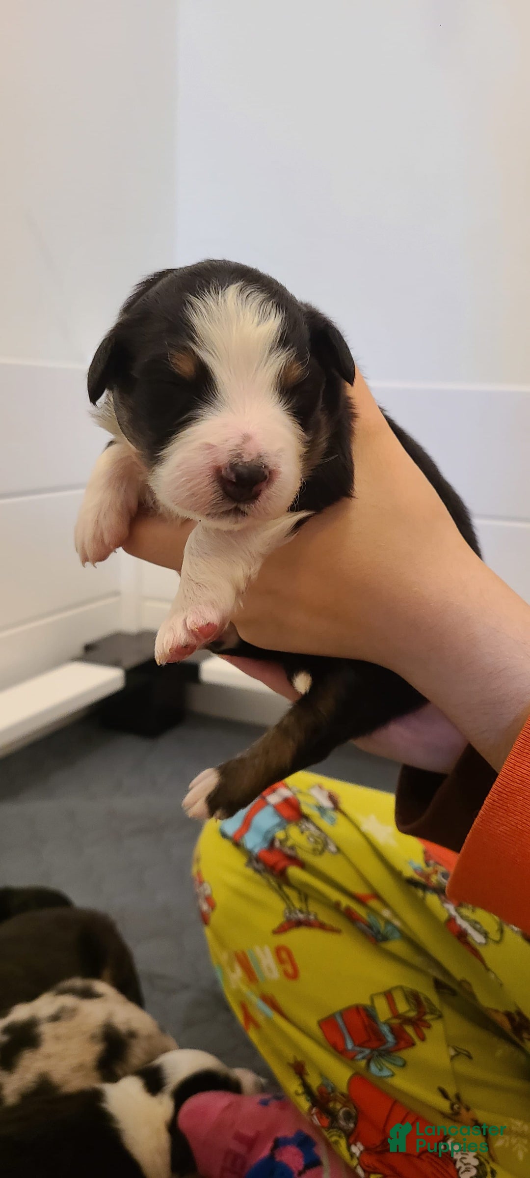 Australian Shepherd dogs for sale: Riley Fully Vaccinated - Image 2