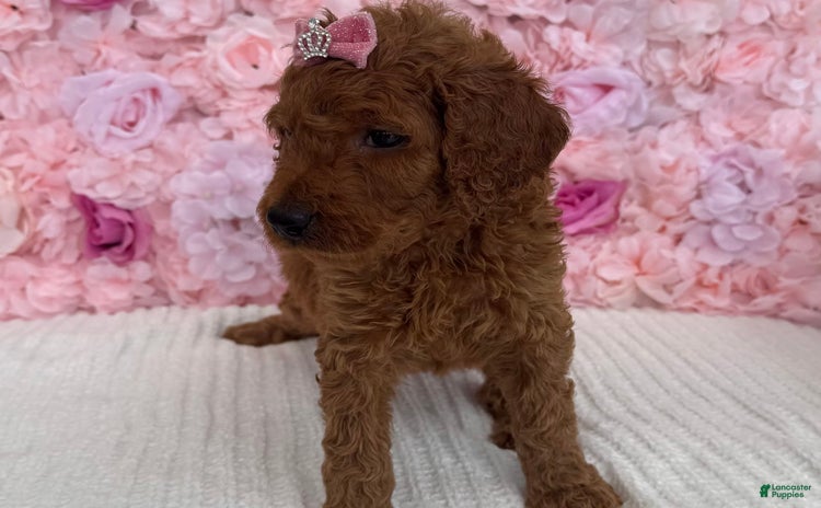 Standard Poodle dogs for sale - Ad 5