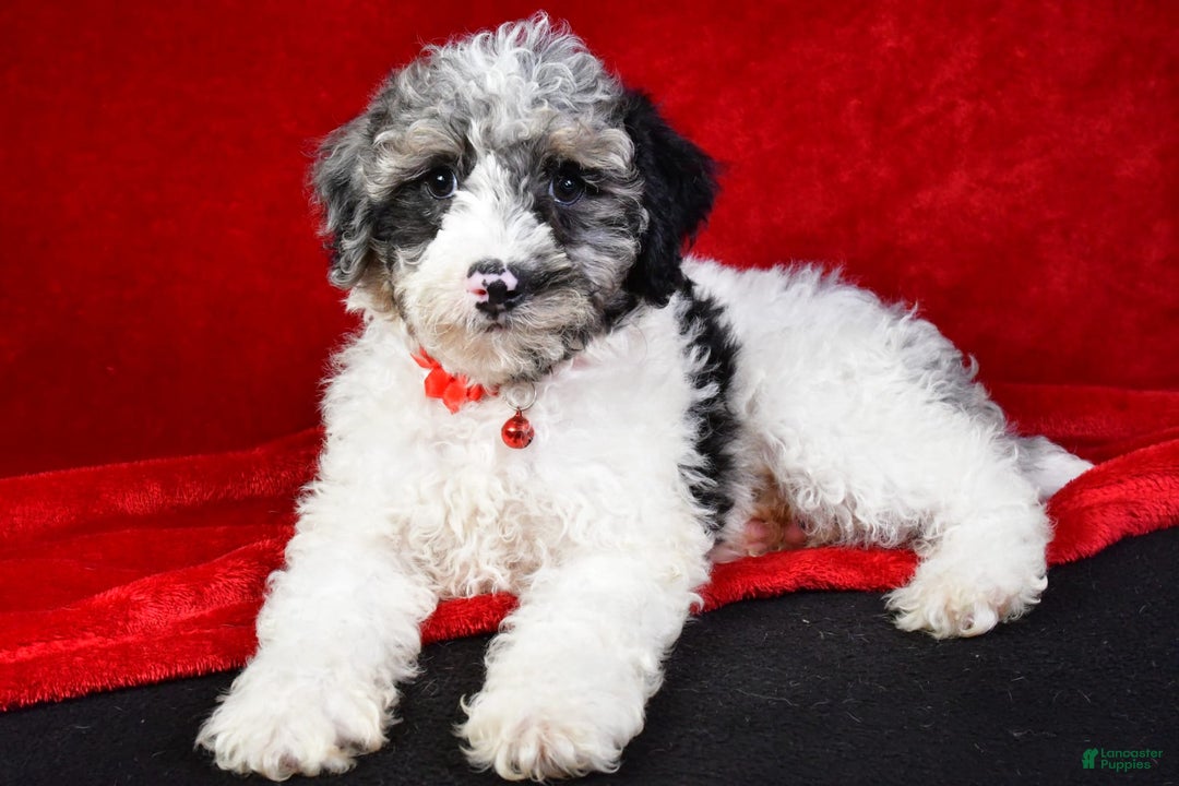 Miniature Poodle dogs for sale: Kyler - Image 9