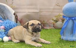 Catahoula Leopard Dog dogs for sale: Goldie 2025 M2 - Image 12
