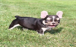 French Bulldog dogs for sale: Frankie - Image 2