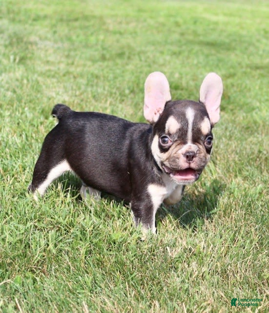 French Bulldog dogs for sale: Frankie - Image 2