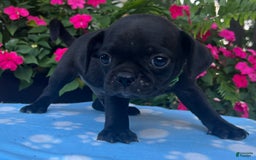 Puggle dogs for sale: Ellis - Image 4