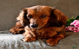 Miniature Dachshund dogs for sale: Chocolate Cream - Image 7