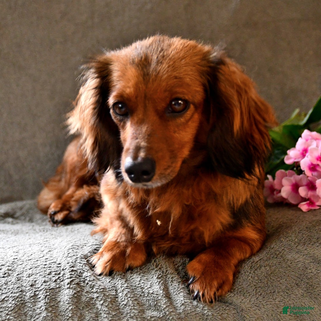 Miniature Dachshund dogs for sale: Chocolate Cream - Image 7