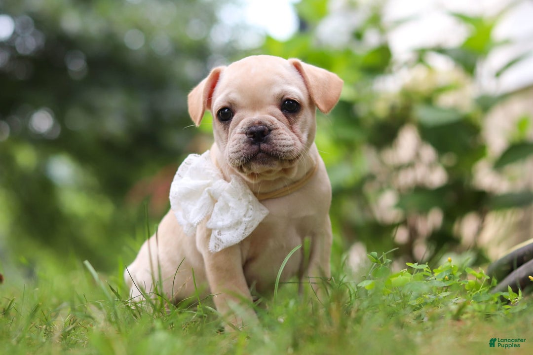French Bulldog dogs for sale: Margo - Image 9