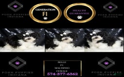 Maltipoo dogs for sale: Belle - Image 4